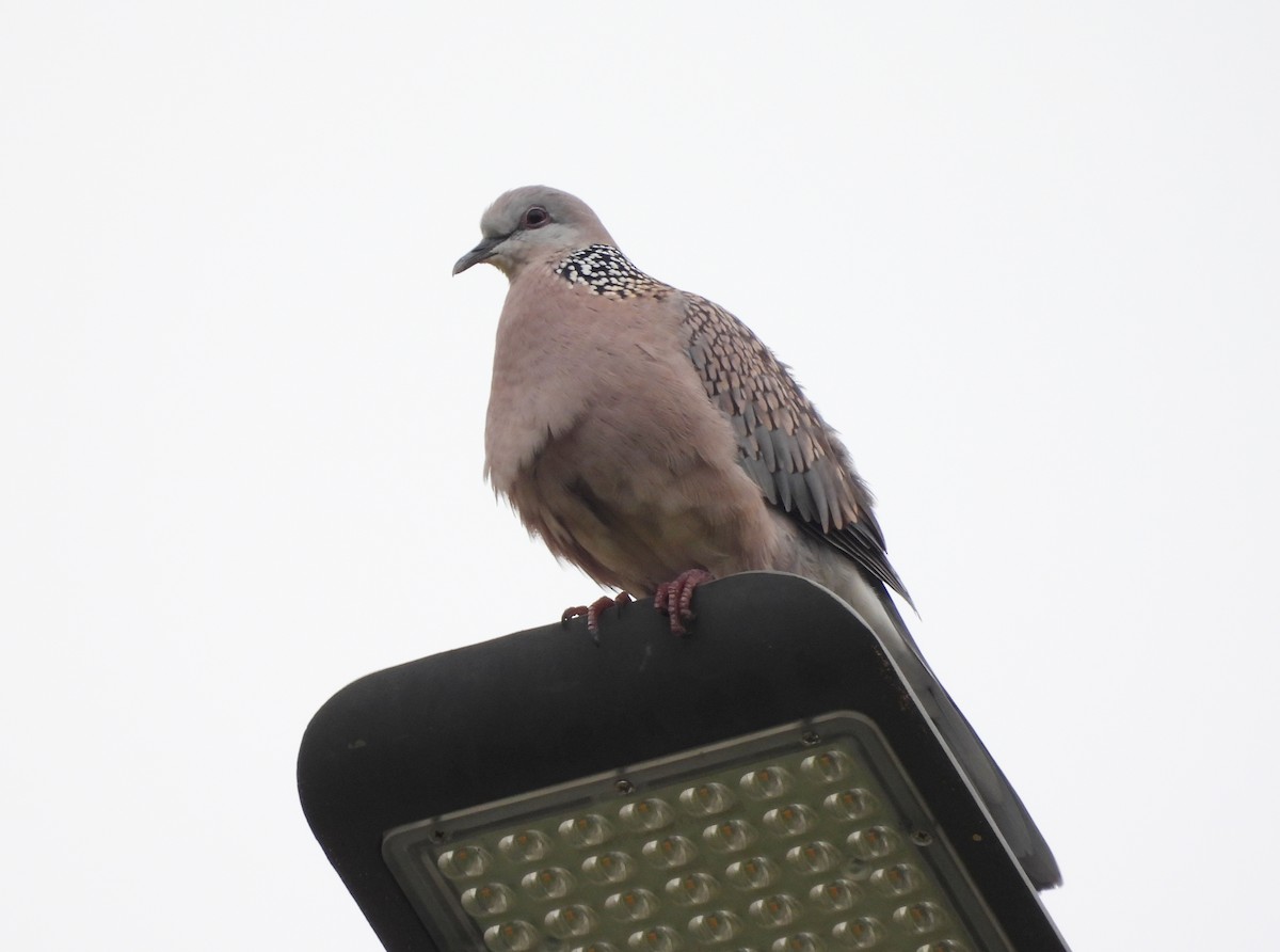 Spotted Dove - ML621203932