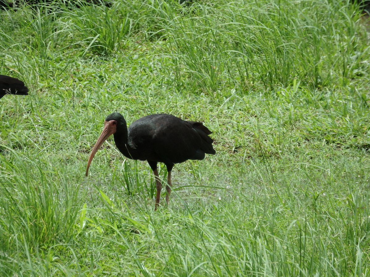 ibis tmavý - ML621203938