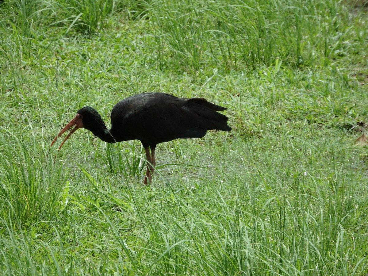 ibis tmavý - ML621203939