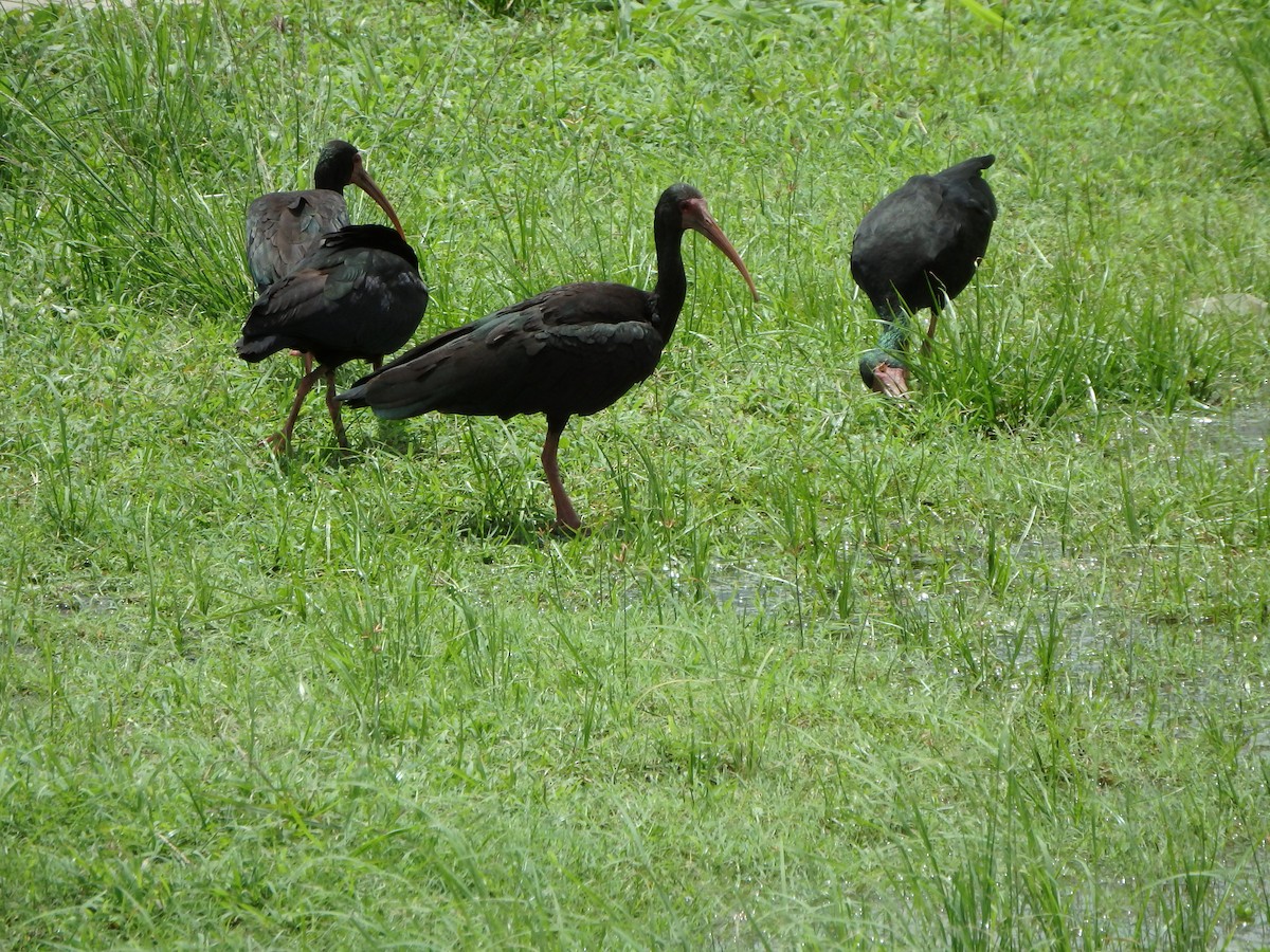 ibis tmavý - ML621203945