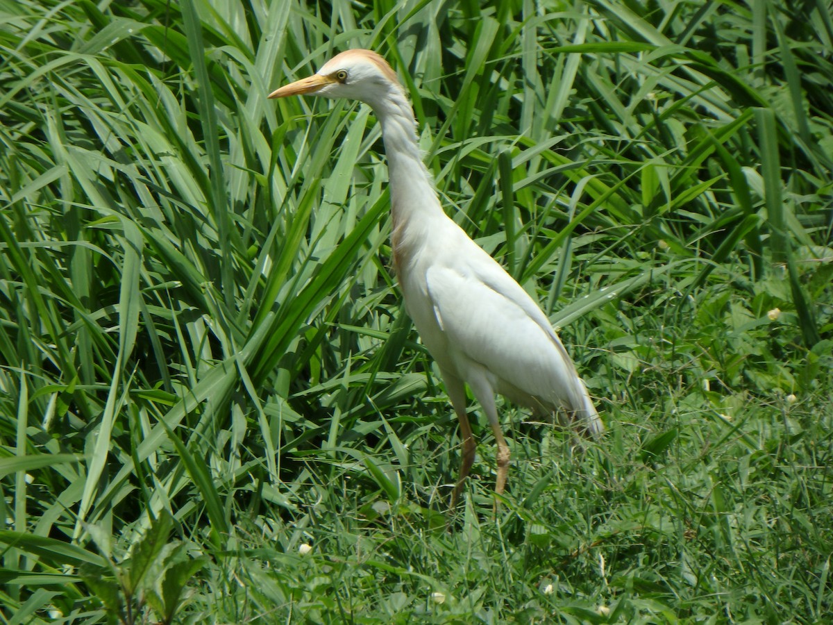 Египетская цапля (ibis) - ML621203950