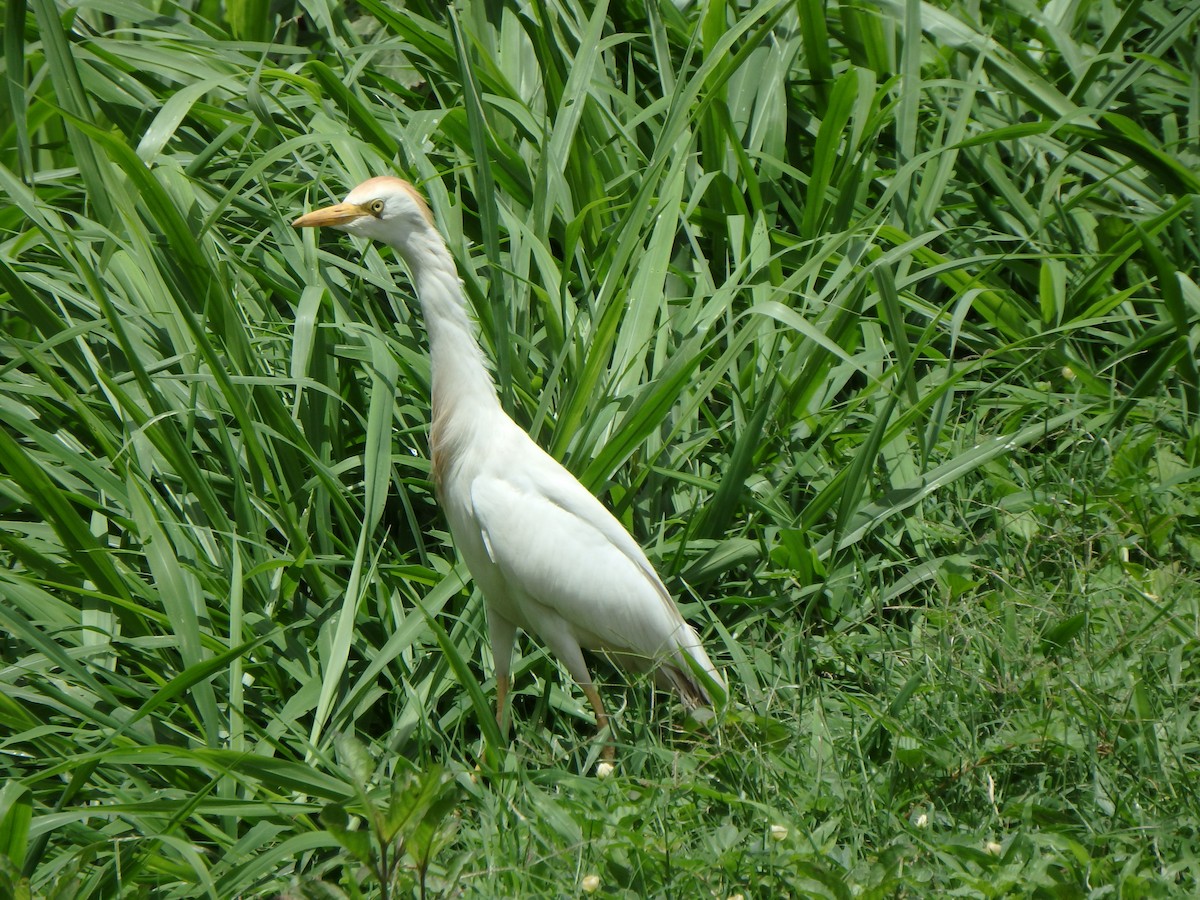 Египетская цапля (ibis) - ML621203951
