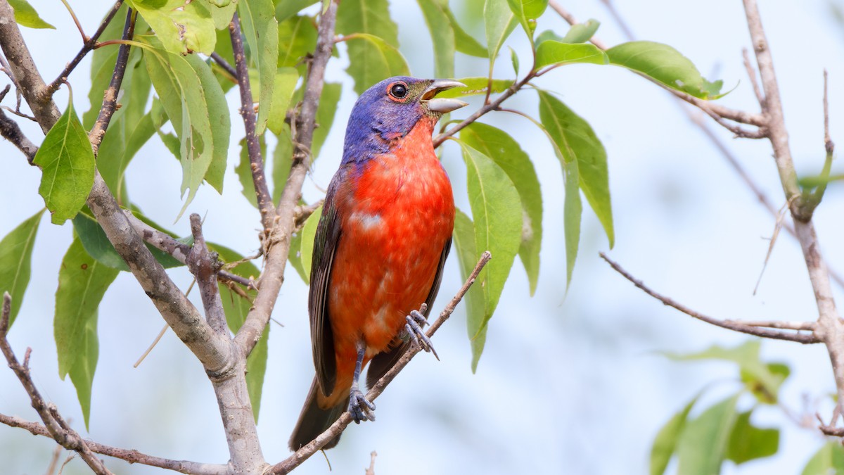 Painted Bunting - ML621203977