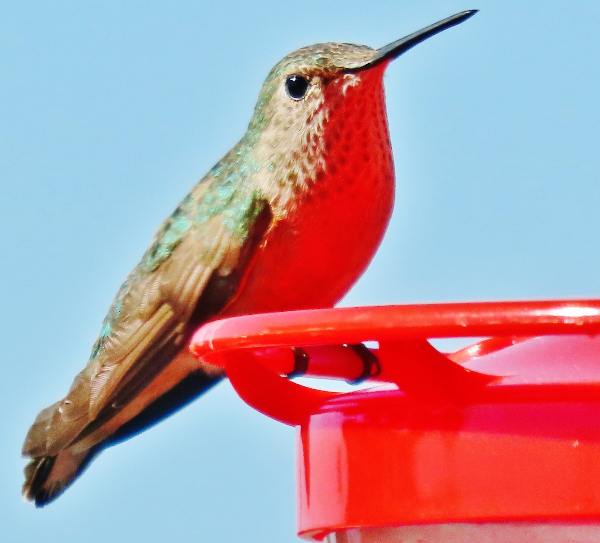 Broad-tailed Hummingbird - ML621204023