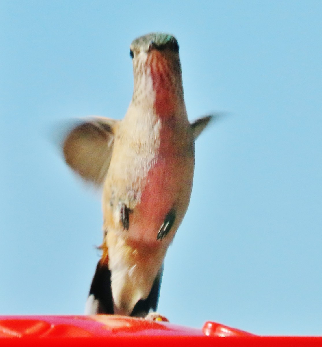 Geniş Kuyruklu Kolibri - ML621204029