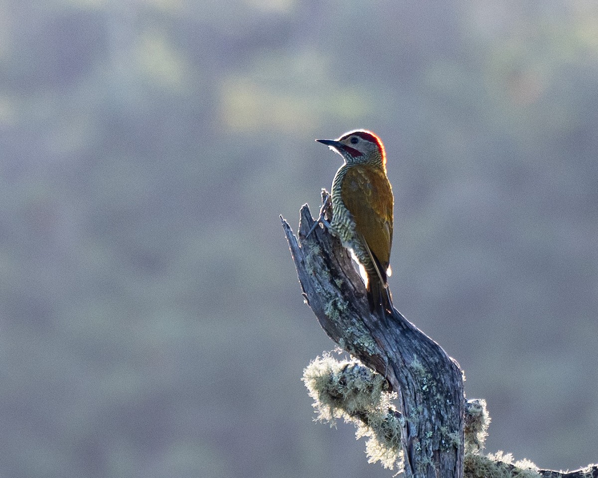 Golden-olive Woodpecker (Golden-olive) - ML621204059