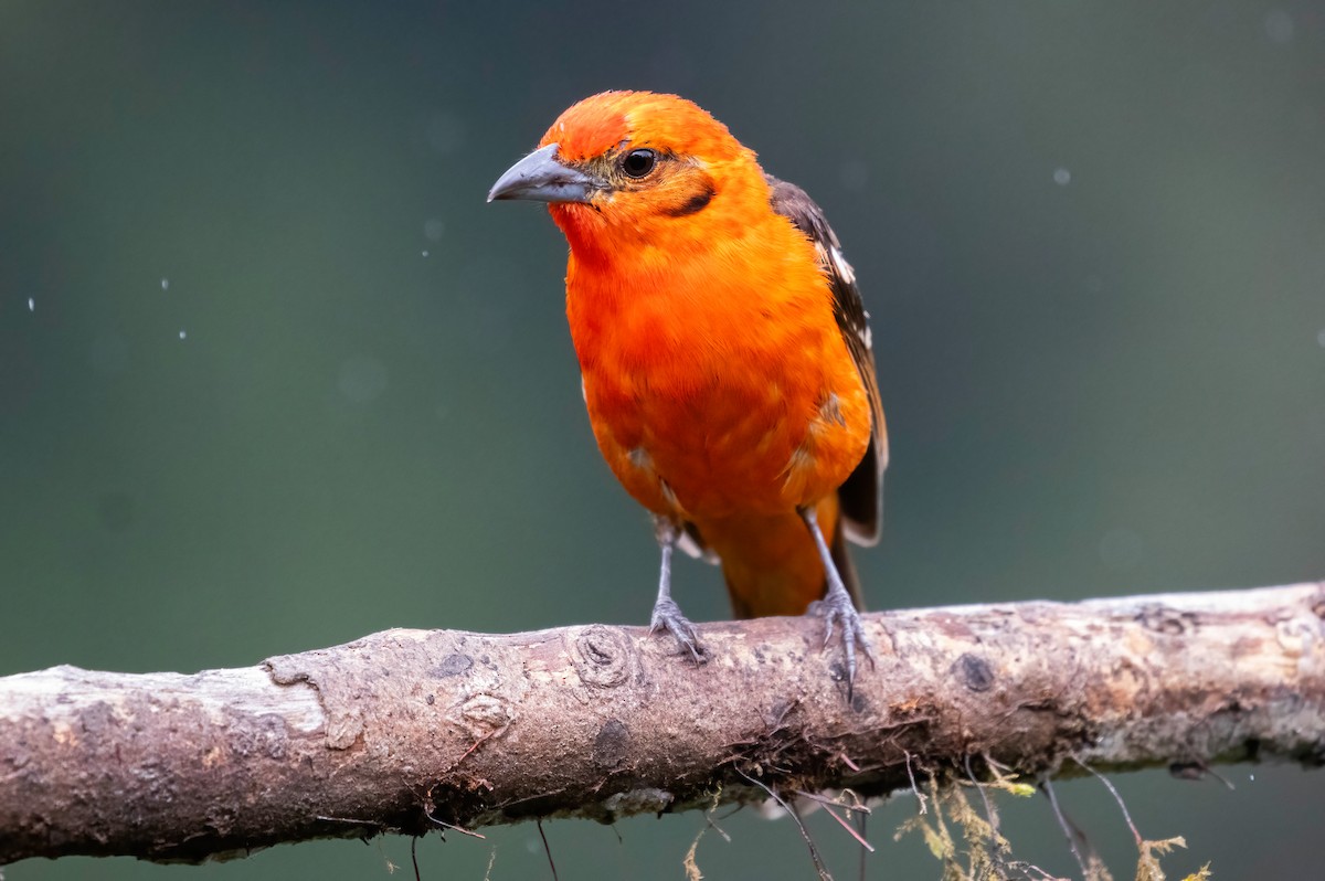 Flame-colored Tanager - ML621204069