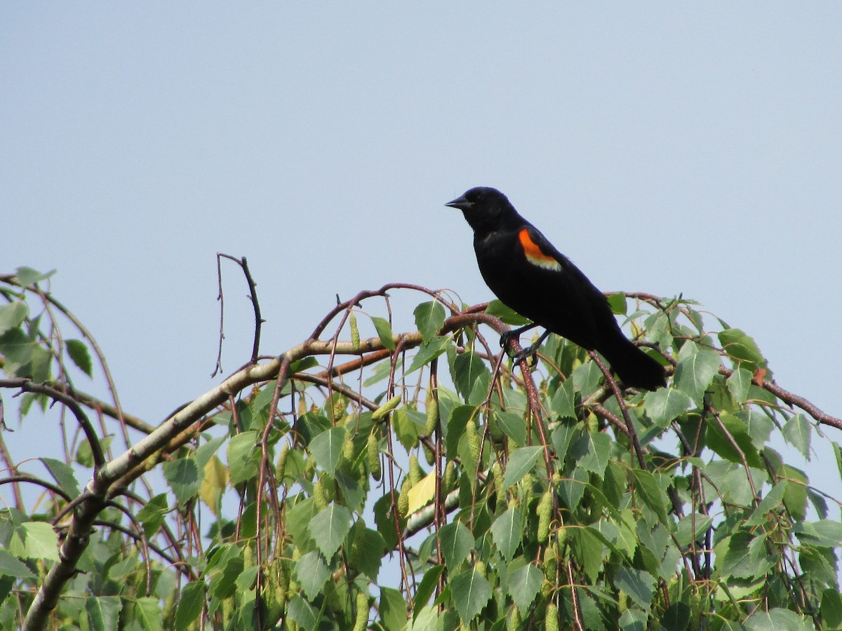 Red-winged Blackbird - ML621204082