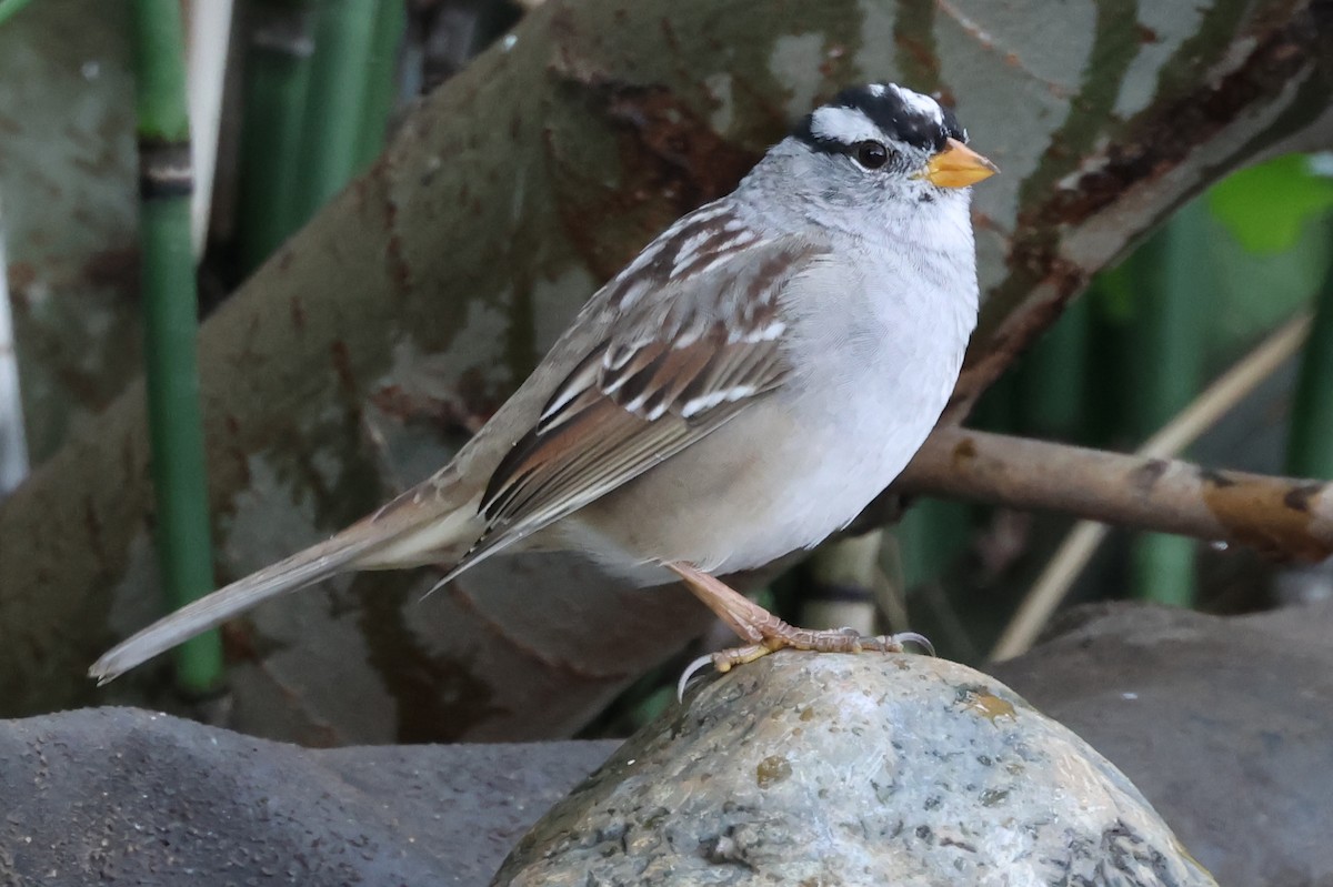 White-crowned Sparrow (Gambel's) - ML621204091