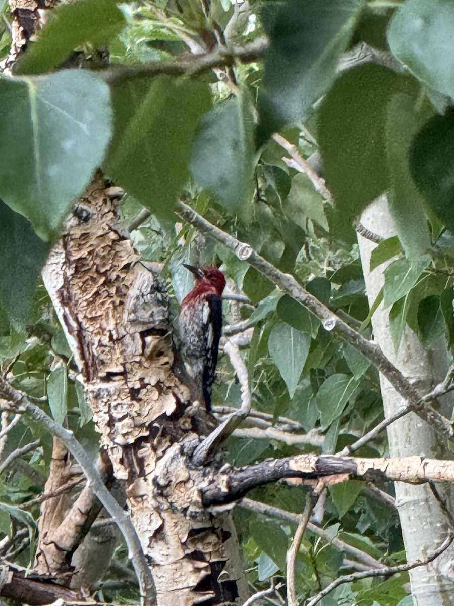 Red-breasted Sapsucker - ML621204107
