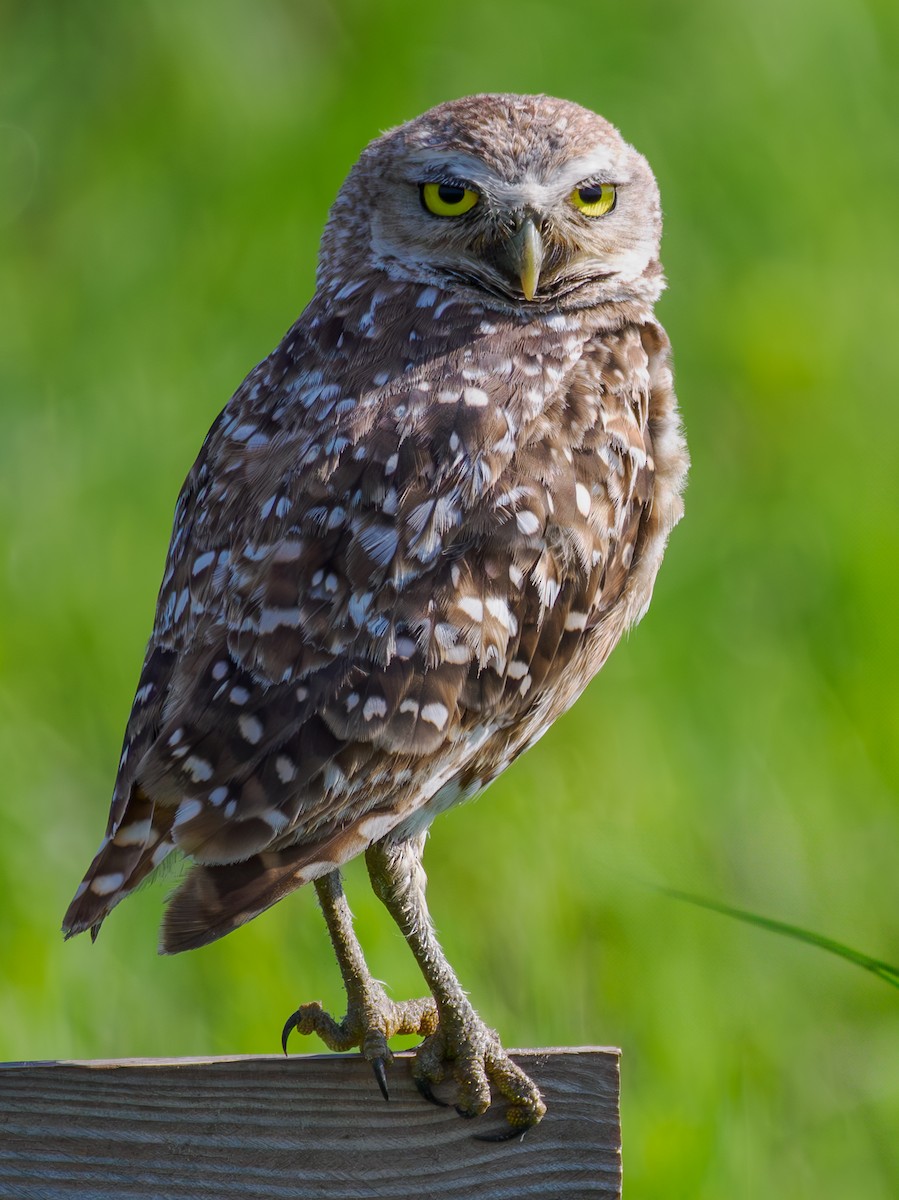 Burrowing Owl - ML621204129