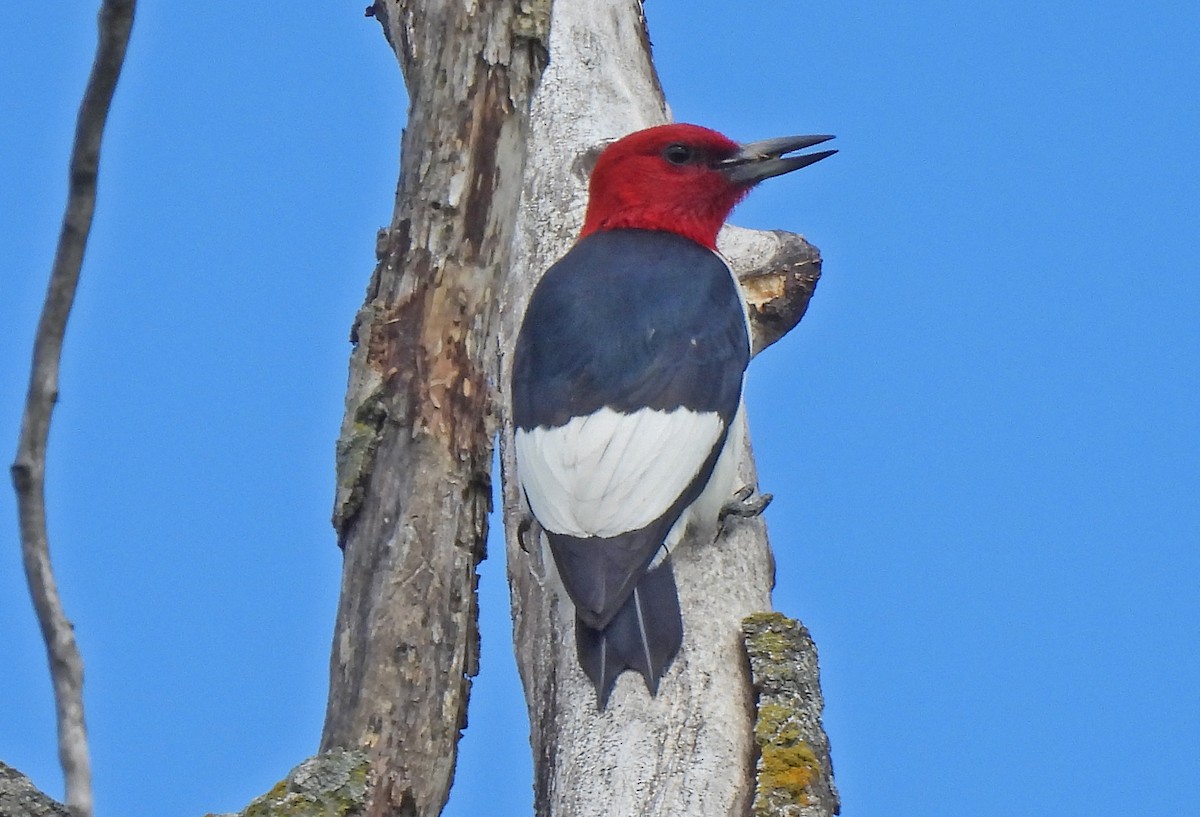 Red-headed Woodpecker - ML621204131