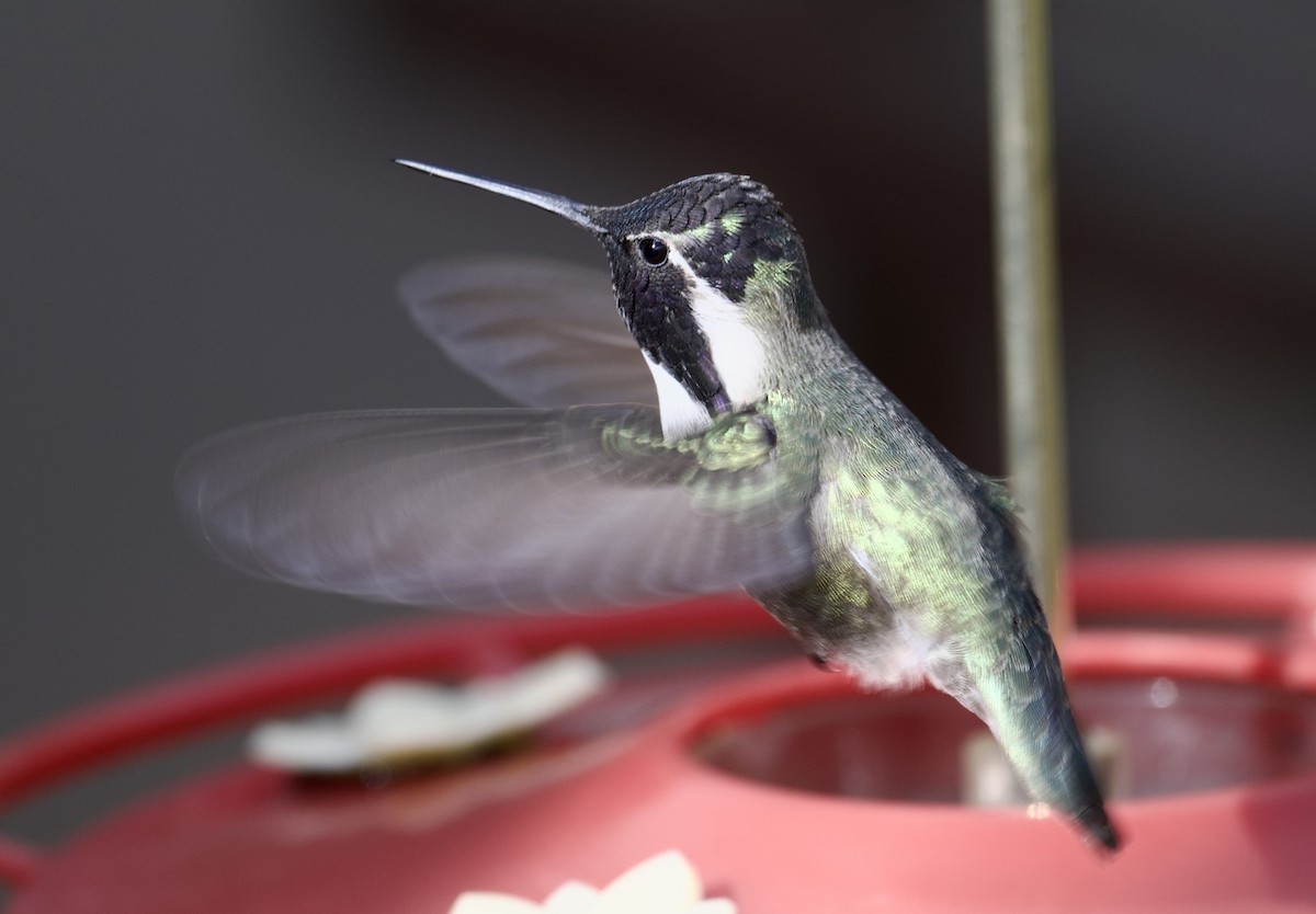 Costa's Hummingbird - ML621204134