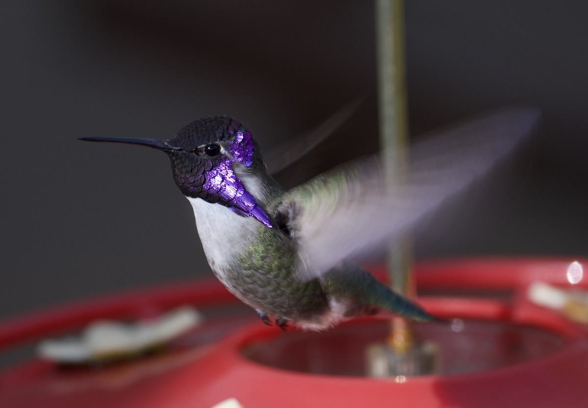 Costa's Hummingbird - ML621204135
