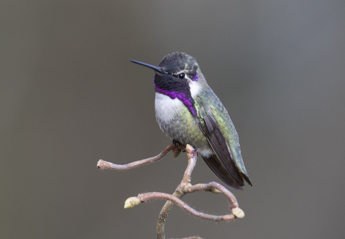 Costa's Hummingbird - ML621204136