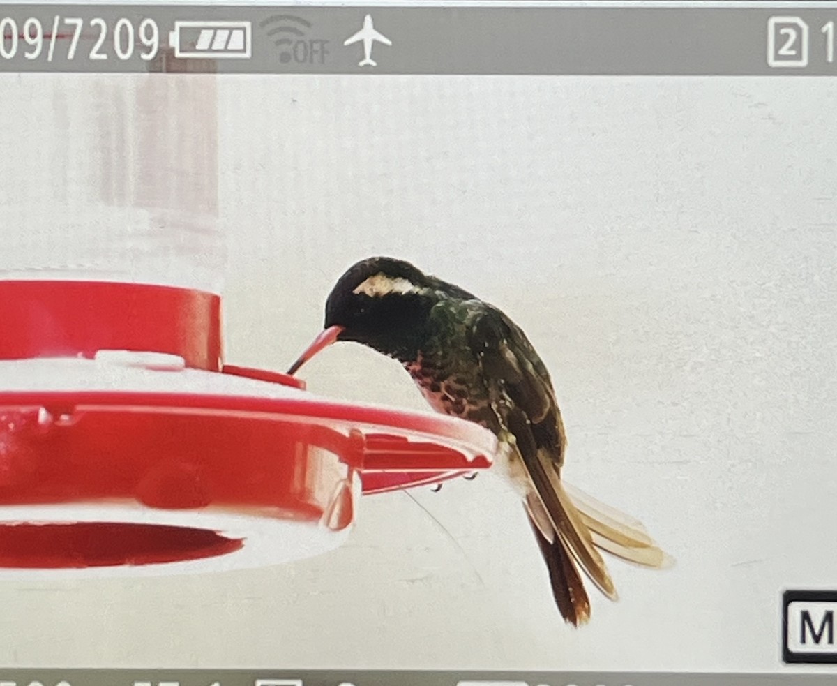 kolibřík bělouchý - ML621204142