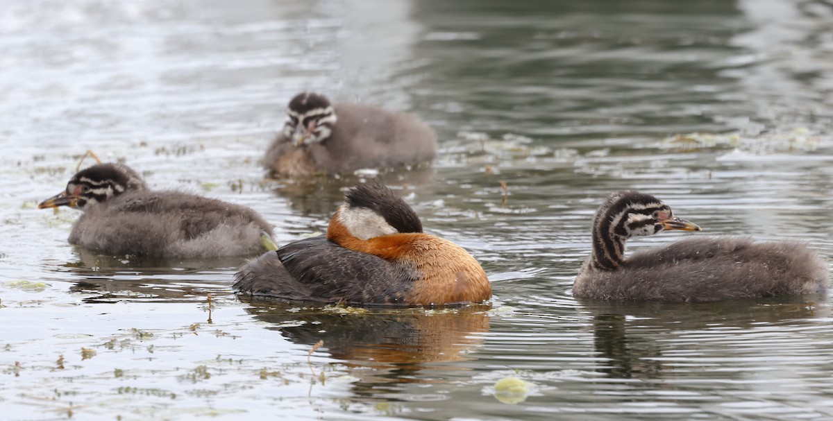 Red-necked Grebe - ML621204149