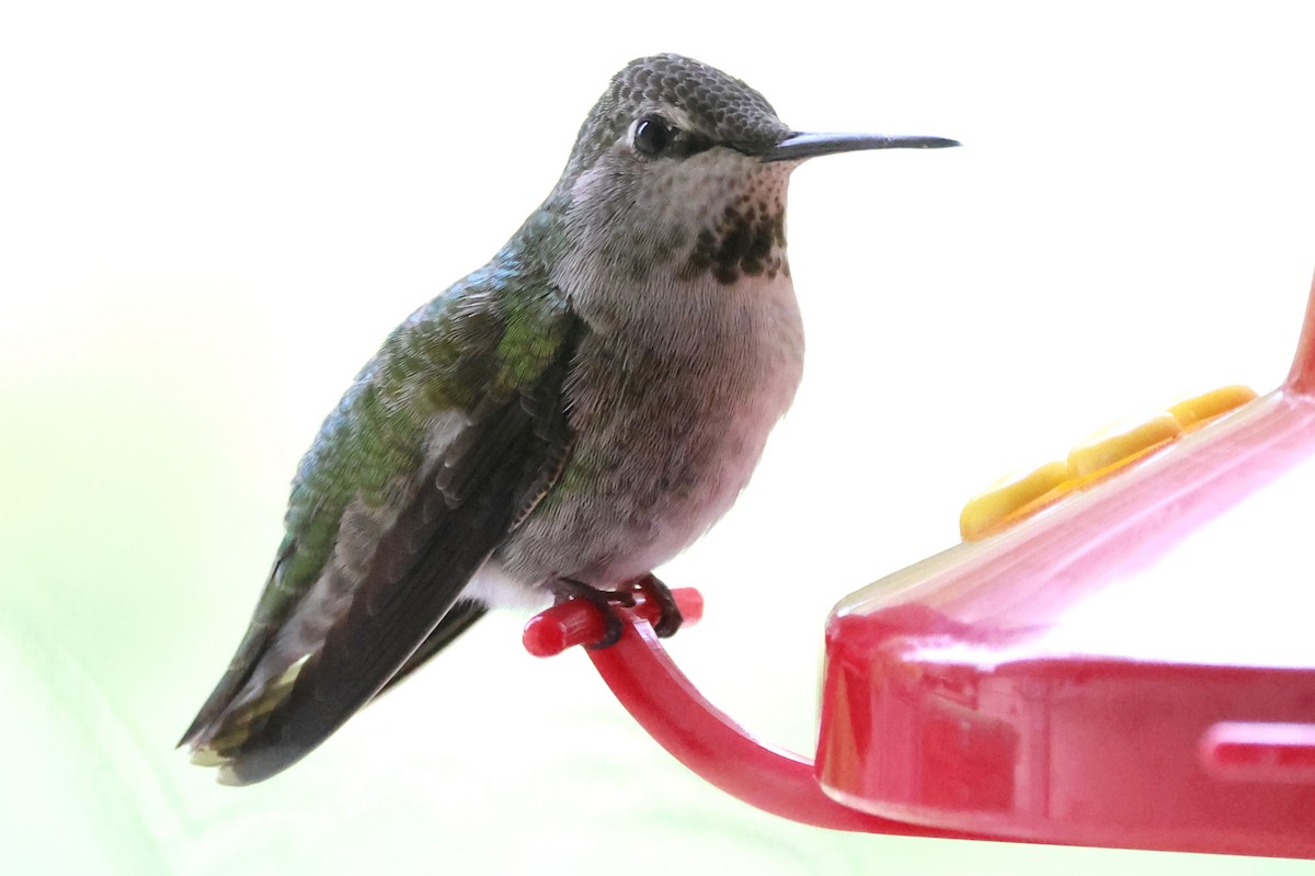 Anna's Hummingbird - ML621204189