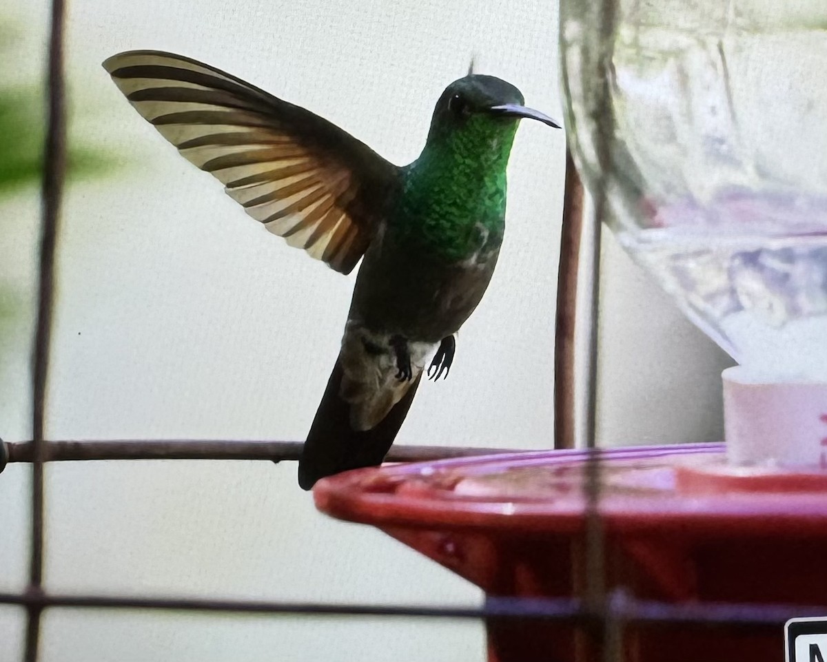 kolibřík mexický - ML621204202