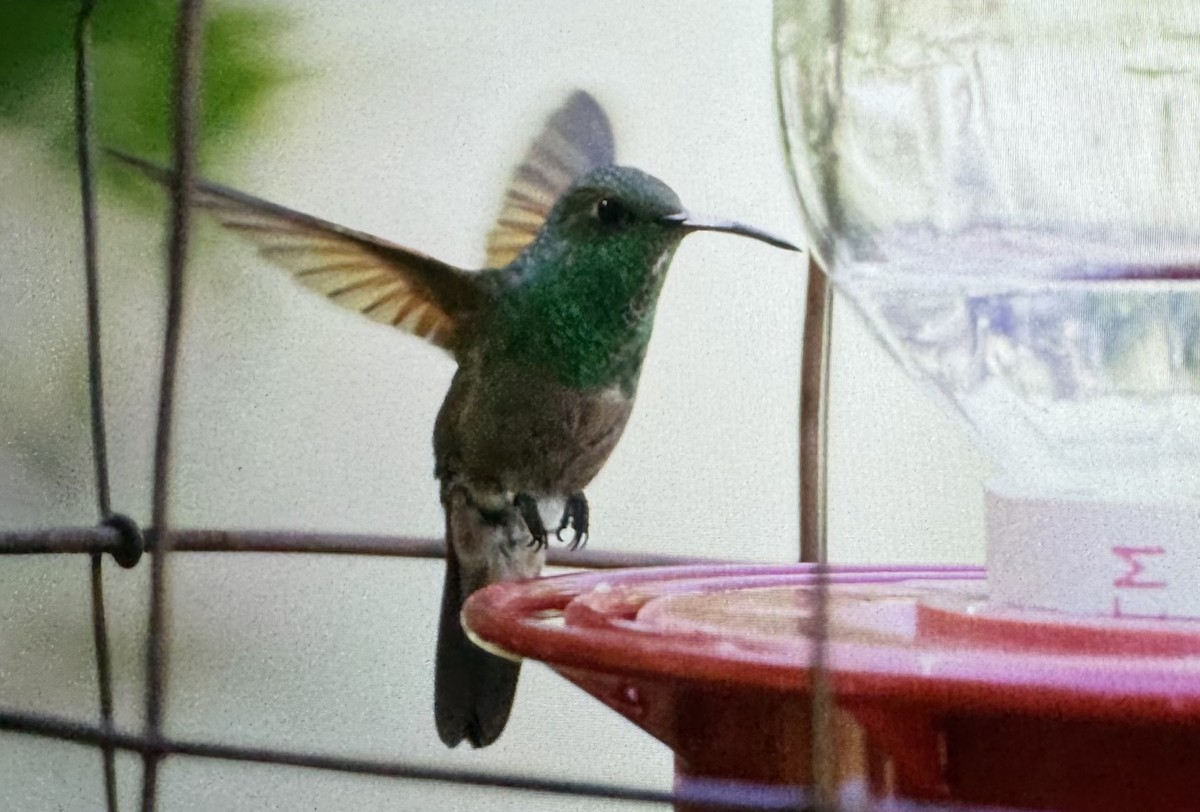 kolibřík mexický - ML621204203