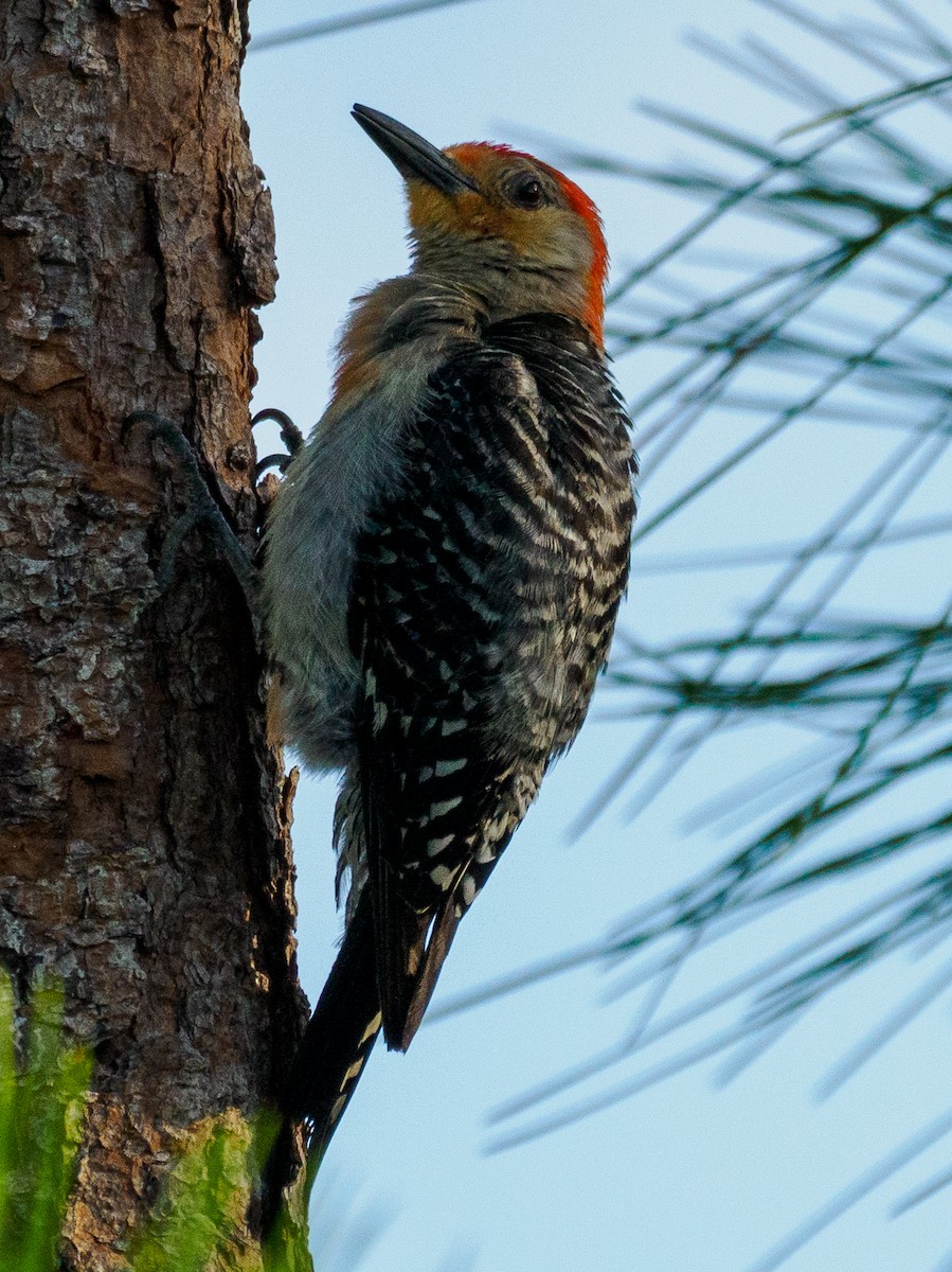 Red-bellied Woodpecker - ML621204211