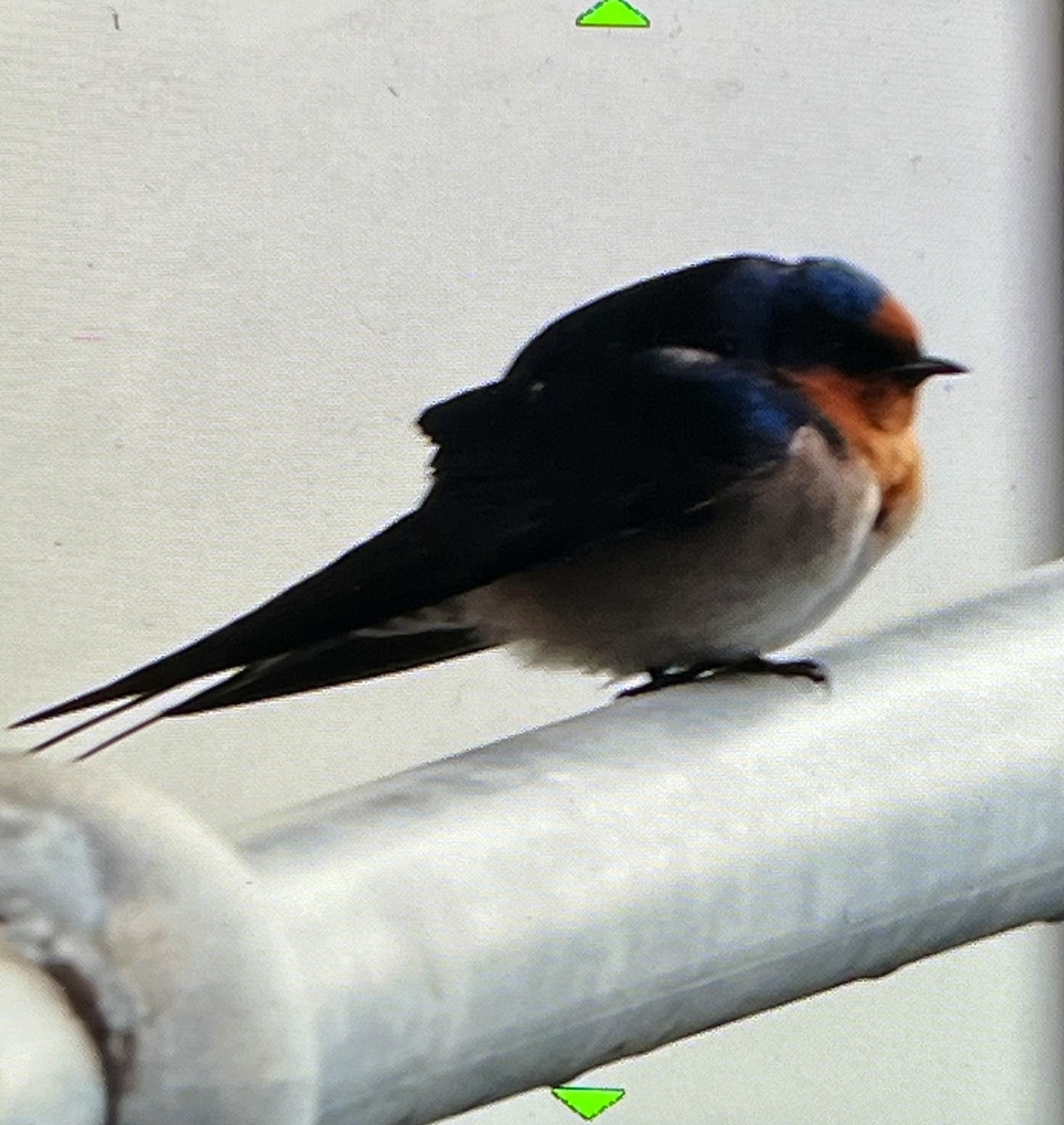 Welcome Swallow - ML621204215