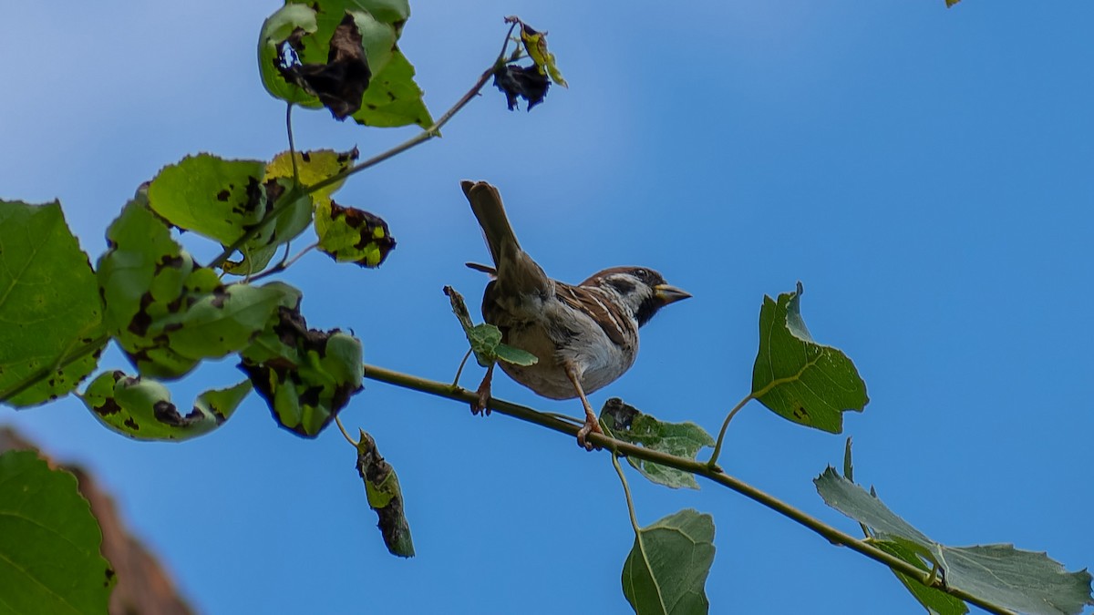 Eurasian Tree Sparrow - ML621204216