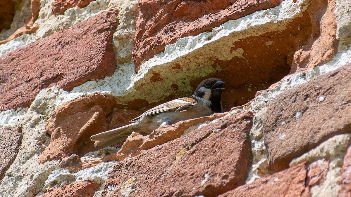Eurasian Tree Sparrow - ML621204220