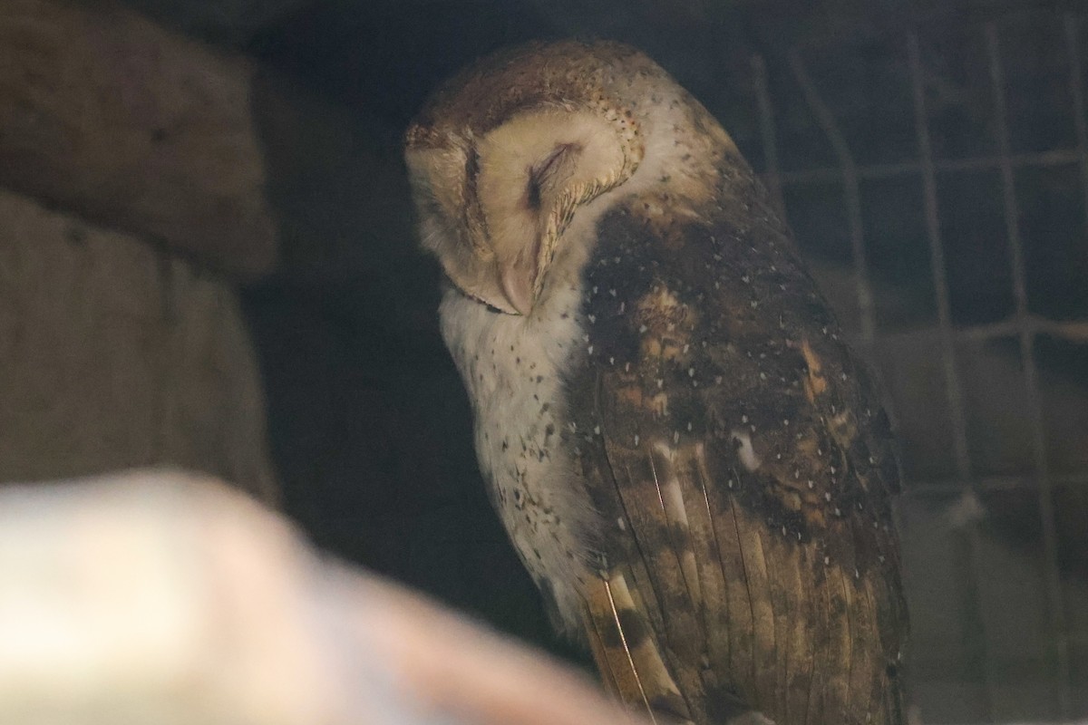 Barn Owl (Galapagos) - ML621204246