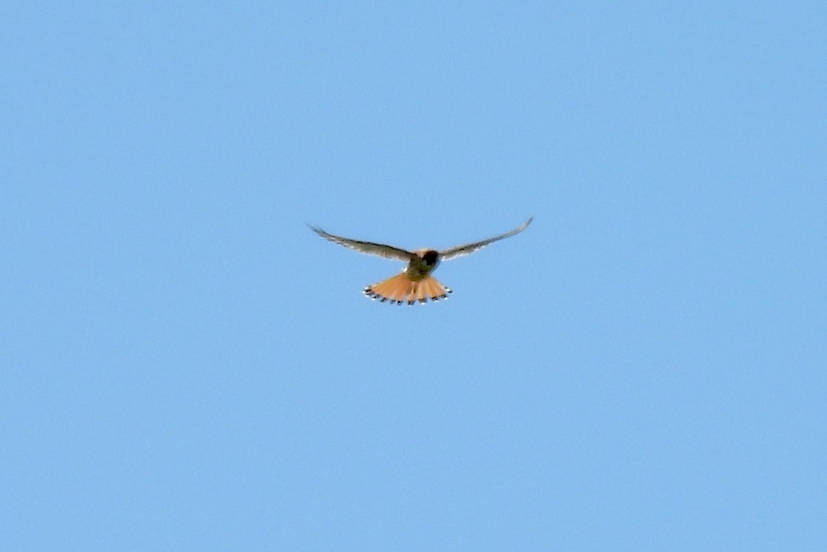 spurvefalk - ML621204248