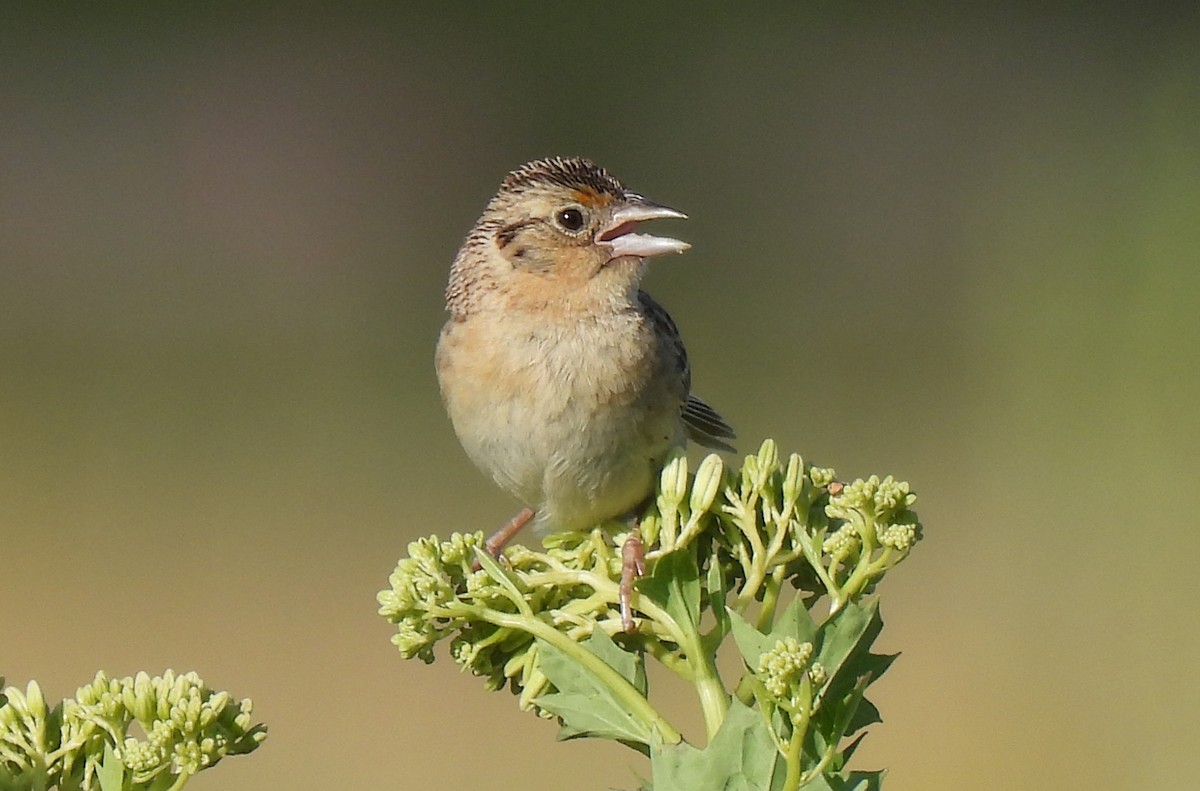 Grasshopper Sparrow - ML621204278