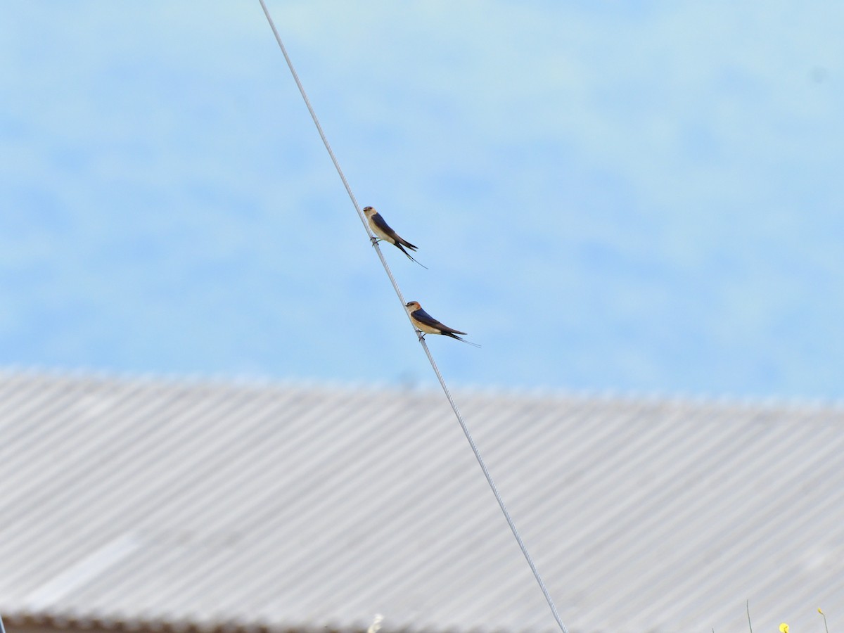 Red-rumped Swallow - ML621204319