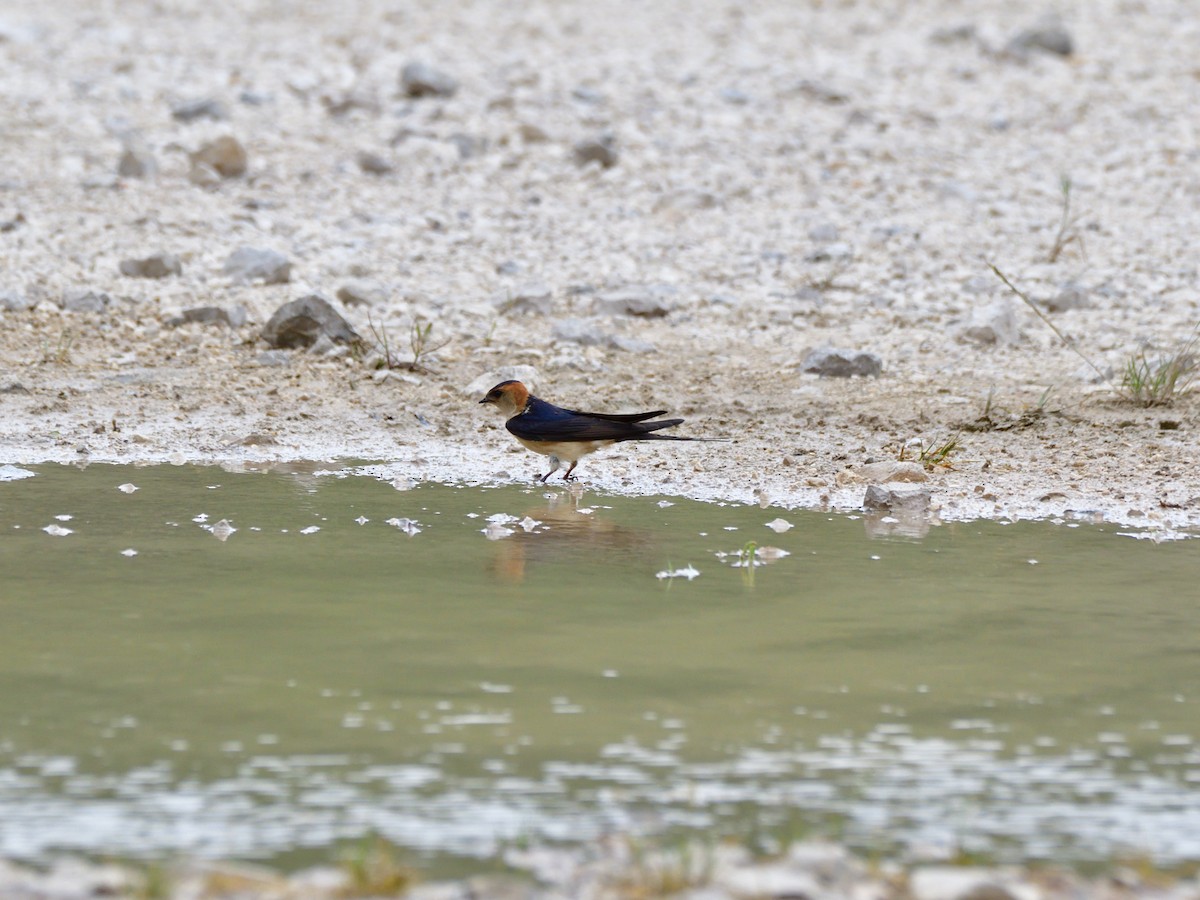 Red-rumped Swallow - ML621204320