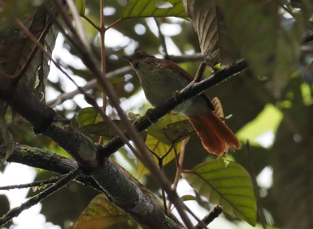 Speckled Spinetail - ML621204331