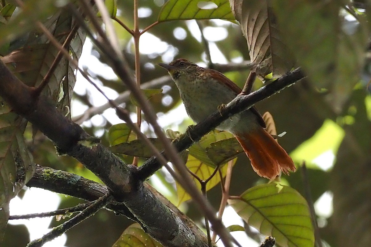 Speckled Spinetail - ML621204354