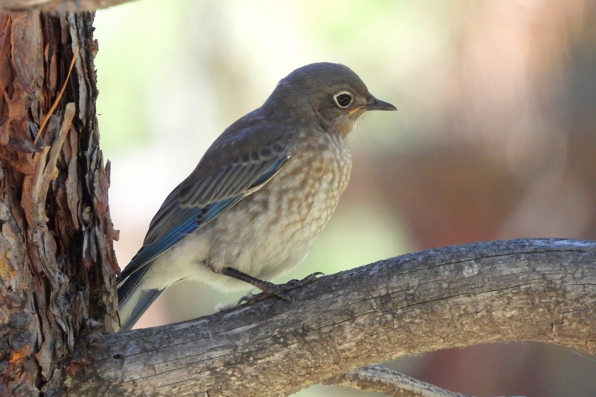 Mountain Bluebird - Diana LaSarge and Aaron Skirvin