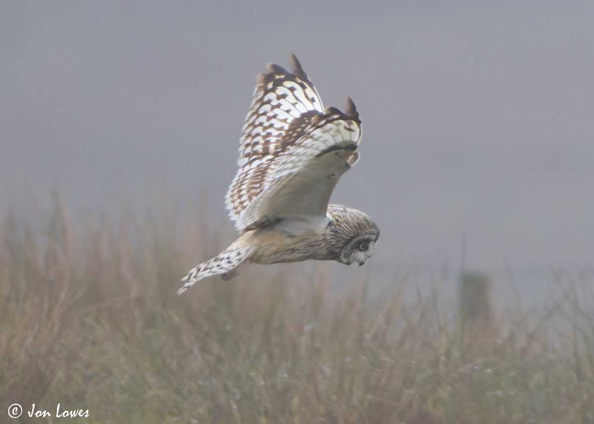 Short-eared Owl (Northern) - ML621204410