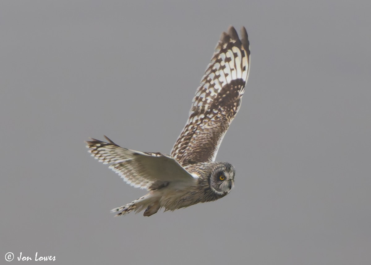 Short-eared Owl (Northern) - ML621204429