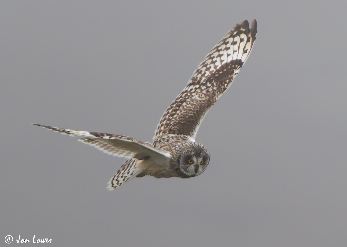 Short-eared Owl (Northern) - ML621204430