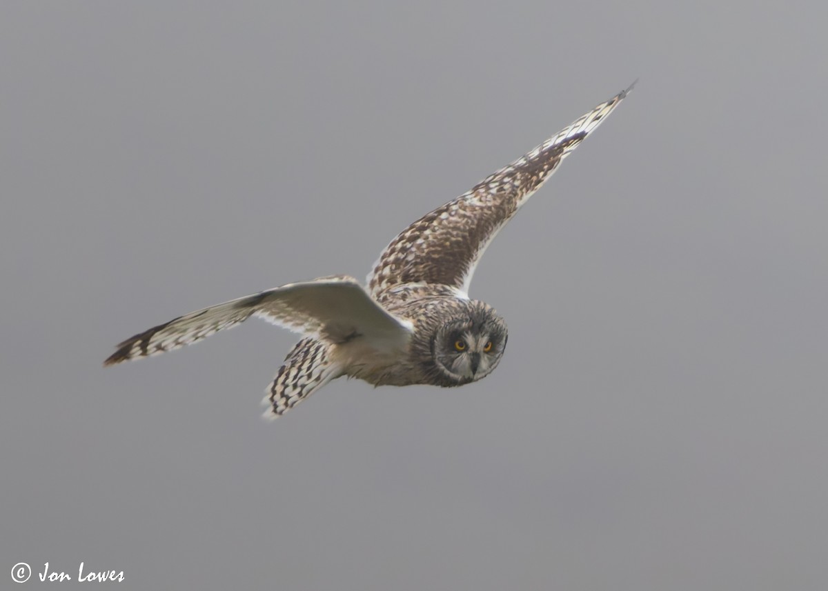 Short-eared Owl (Northern) - ML621204431
