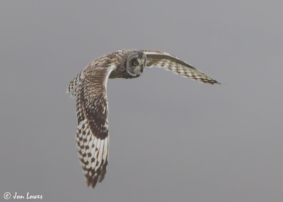 Short-eared Owl (Northern) - ML621204432