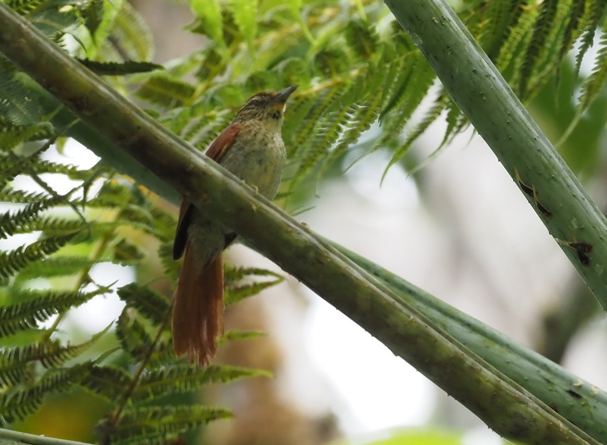 Speckled Spinetail - ML621204482