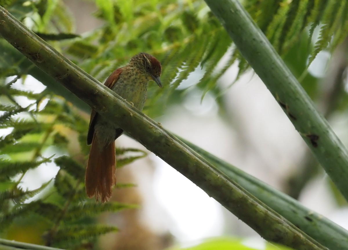 Speckled Spinetail - ML621204501