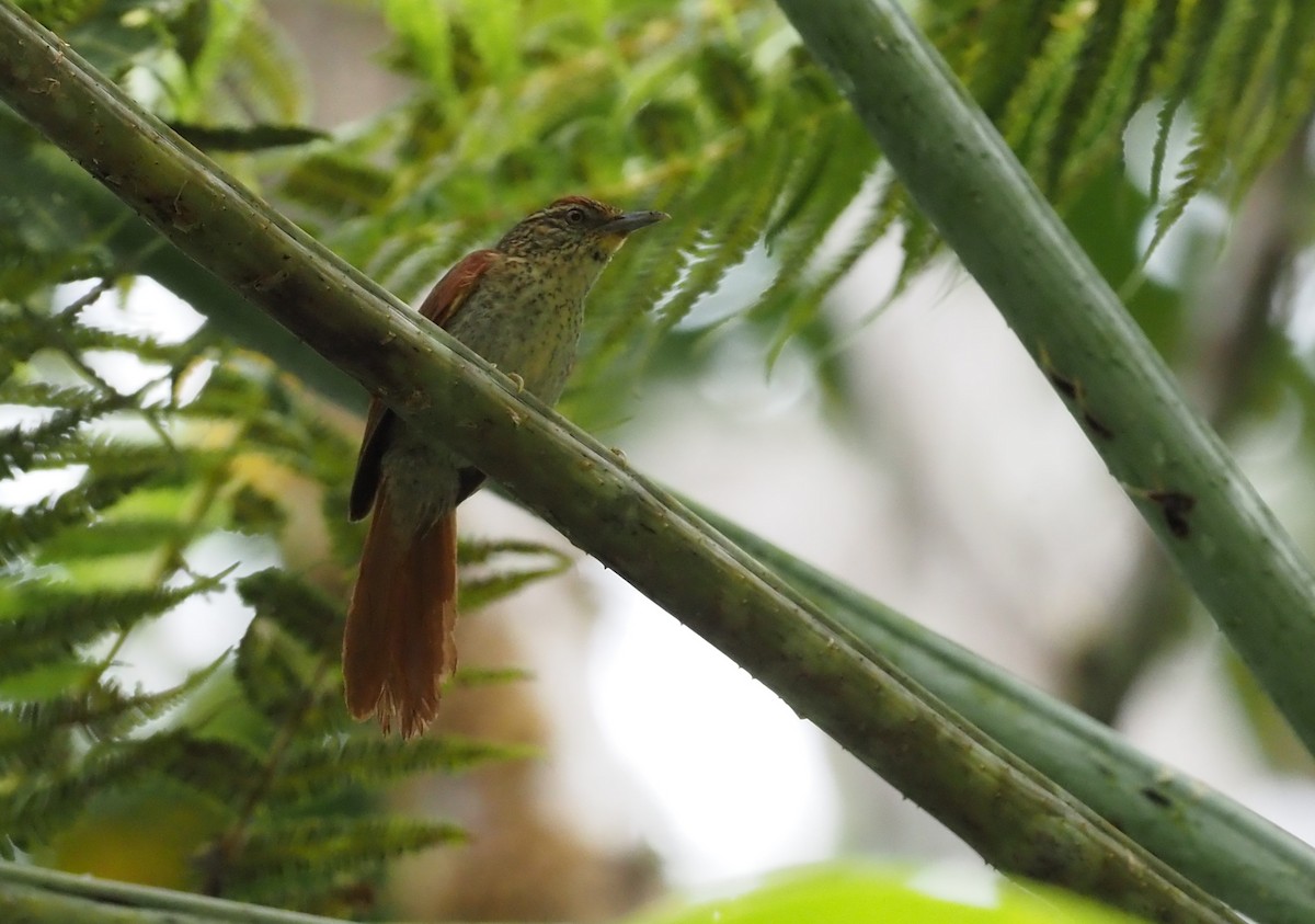 Speckled Spinetail - ML621204548