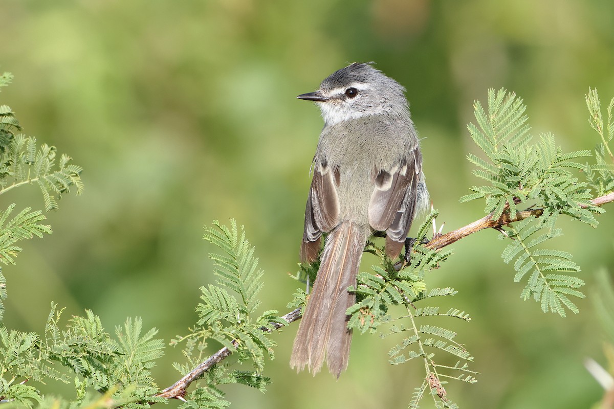 White-crested Tyrannulet (Sulphur-bellied) - ML621204573