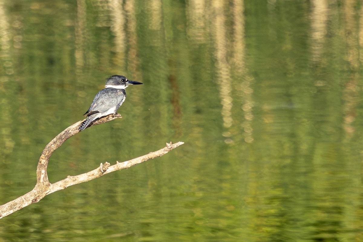 Belted Kingfisher - ML621204579