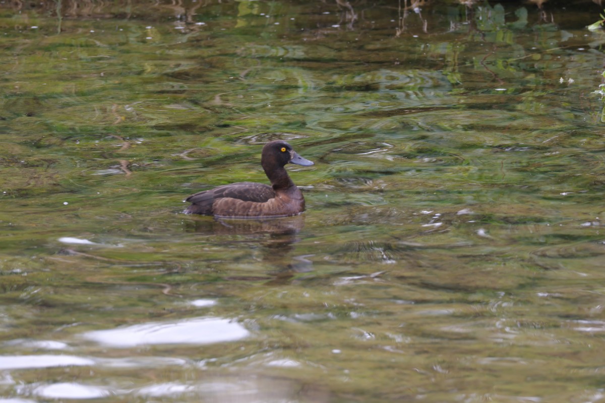 Tufted Duck - ML621204581