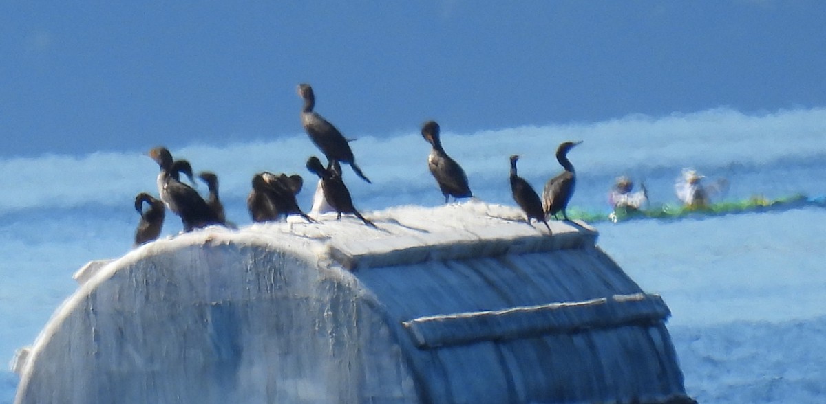 Pelagic Cormorant - ML621204587