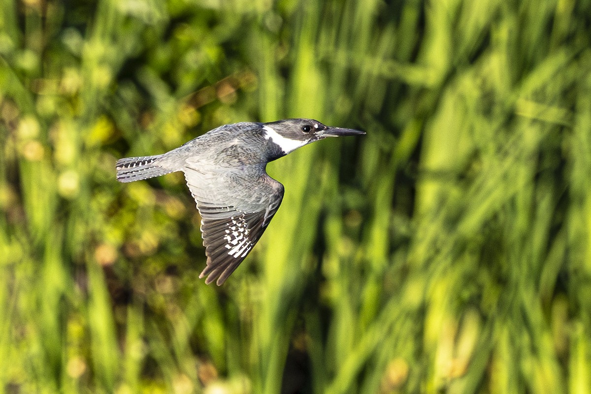 Belted Kingfisher - ML621204588