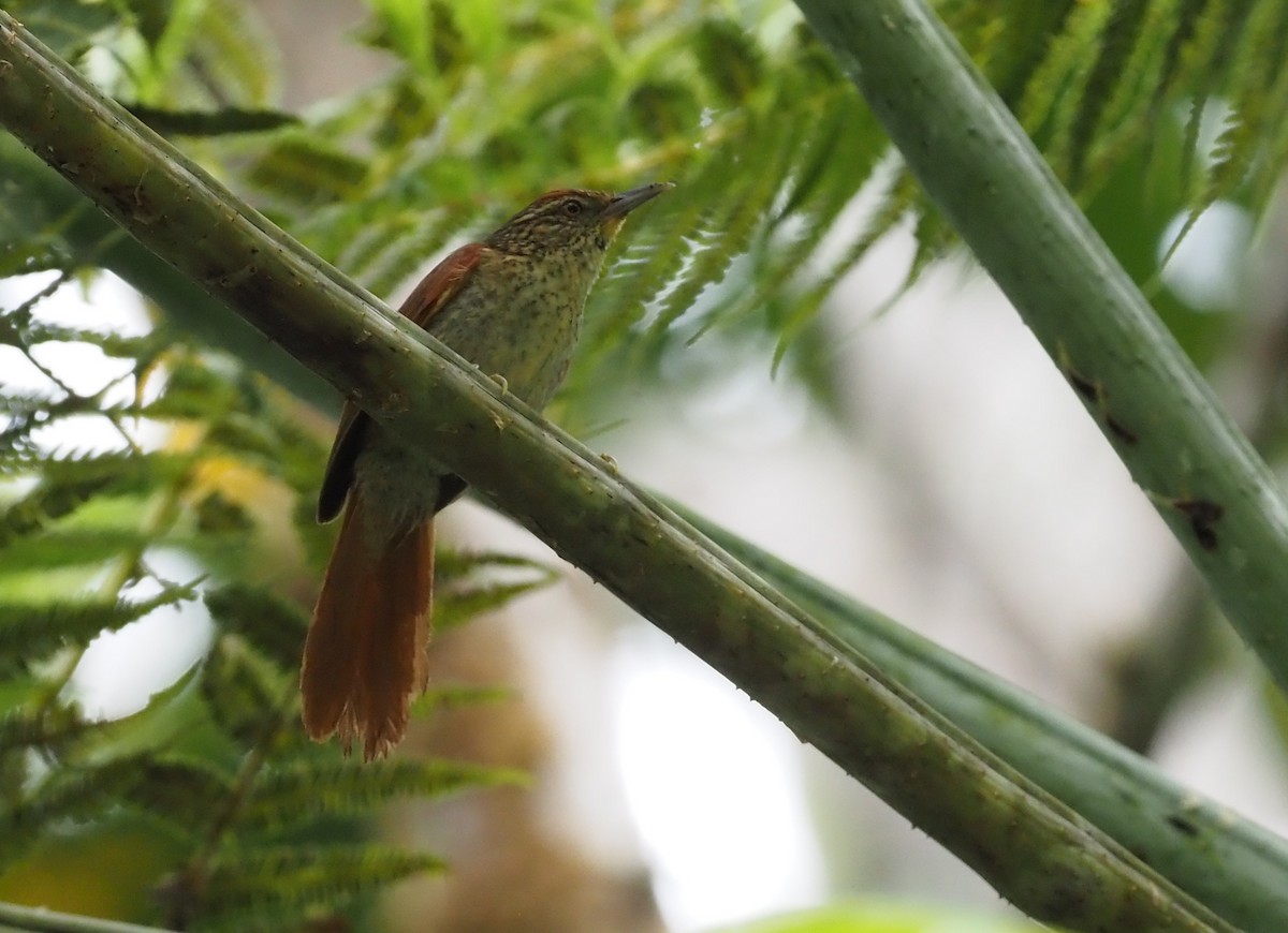 Speckled Spinetail - ML621204599